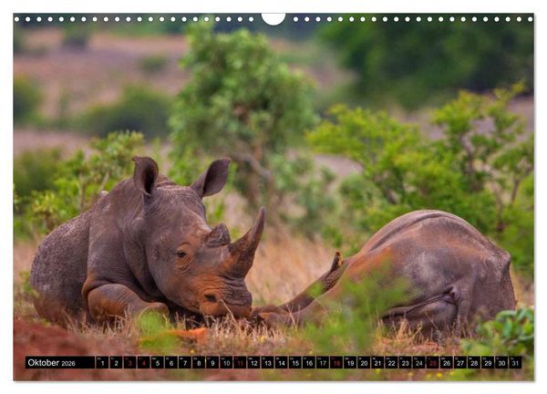 Produktbild: Safari durch das S&uuml;dliche Afrika (Wandkalender 2026 DIN A3 quer), CALVENDO Monatskalender