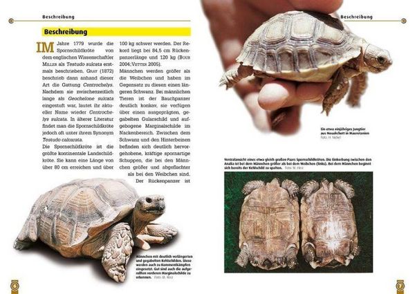 Produktbild: Die Spornschildkr&ouml;te