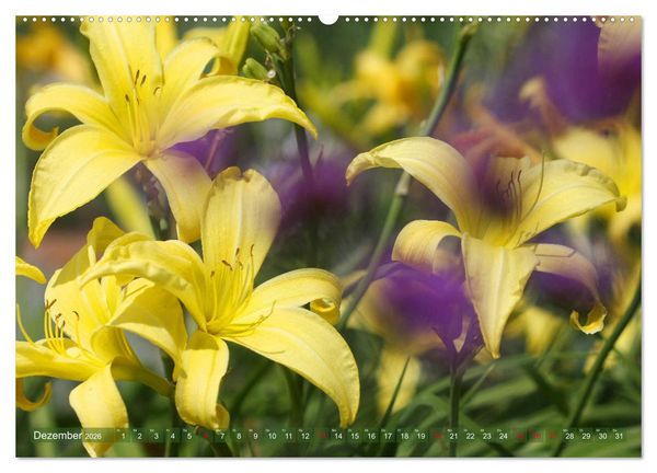 Produktbild: Taglilien im Garten (Wandkalender 2026 DIN A2 quer), CALVENDO Monatskalender