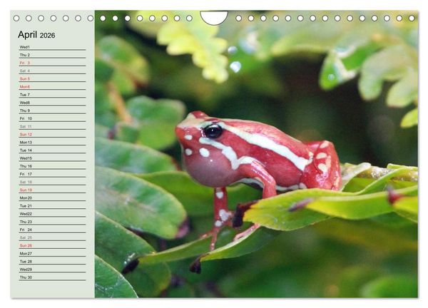 Produktbild: Poison dart frogs / UK-Version / Birthday Calendar (Wall Calendar 2026 DIN A4 landscape), CALVENDO 12 Month Wall Calendar