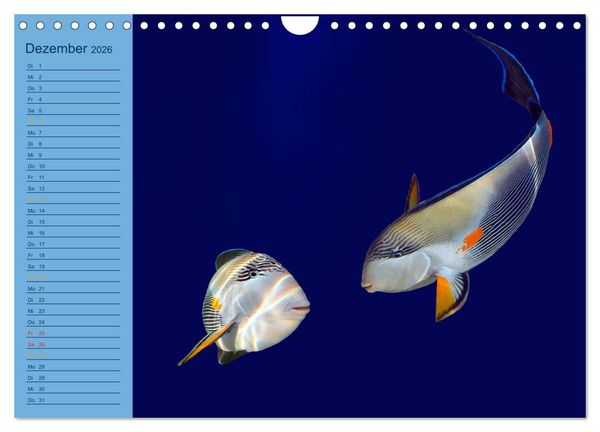 Produktbild: Momente im Blau - Ein Terminplaner f&uuml;r Unterwasser-Freunde (Wandkalender 2026 DIN A4 quer), CALVENDO Monatskalender