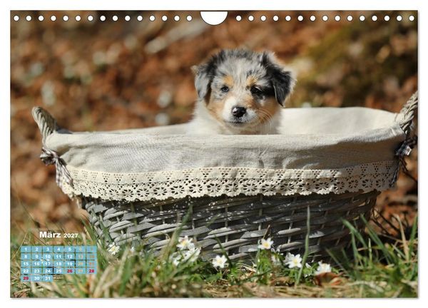 Produktbild: Lillyfee und ein K&ouml;rbchen voller Gl&uuml;ck (Wandkalender 2027 DIN A4 quer), CALVENDO Monatskalender