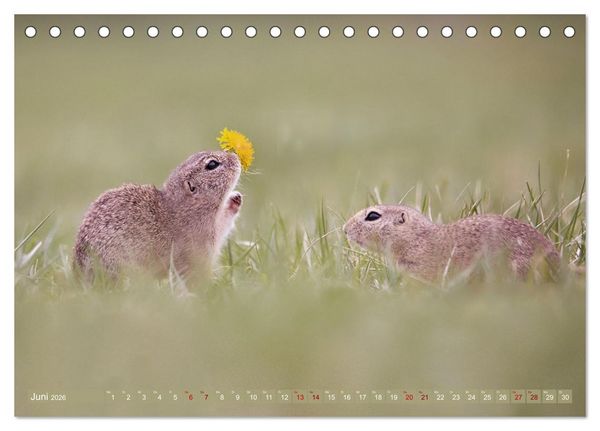Produktbild: Zauberhafte Ziesel (Tischkalender 2026 DIN A5 quer), CALVENDO Monatskalender