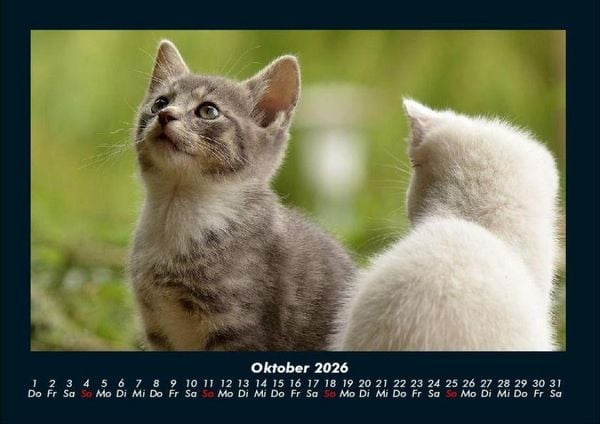 Produktbild: F&uuml;r Katzenfreunde 2026 Fotokalender DIN A4