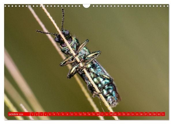Produktbild: Les gardiens des &eacute;cosyst&egrave;mes (Calendrier mural 2026 DIN A3 vertical), CALVENDO calendrier mensuel