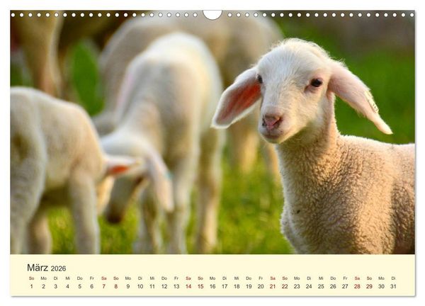 Produktbild: Die lieben Kleinen ... Tierkinder einfach zum Knuddeln (Wandkalender 2026 DIN A3 quer), CALVENDO Monatskalender