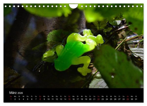 Produktbild: Die Welt der Fruchtgummis (Wandkalender 2026 DIN A4 quer), CALVENDO Monatskalender
