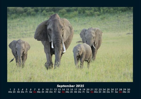 Produktbild: Elefanten - Die sanften Riesen Afrikas 2025 Fotokalender DIN A4