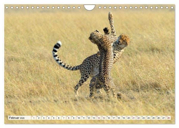 Produktbild: Faszinaton Afrika: Geparde (Wandkalender 2026 DIN A4 quer), CALVENDO Monatskalender