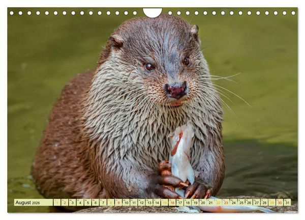 Produktbild: Fischotter - putzige Kerlchen und elegante Schwimmer (Wandkalender 2026 DIN A4 quer), CALVENDO Monatskalender
