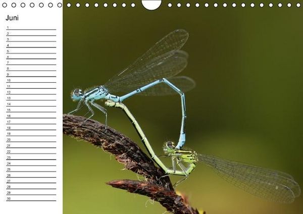 Produktbild: Libellen Geburtstagskalender (Wandkalender immerw&auml;hrend DIN A4 quer)