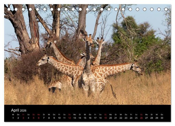 Produktbild: Naturerlebnis Botswana (Tischkalender 2026 DIN A5 quer), CALVENDO Monatskalender