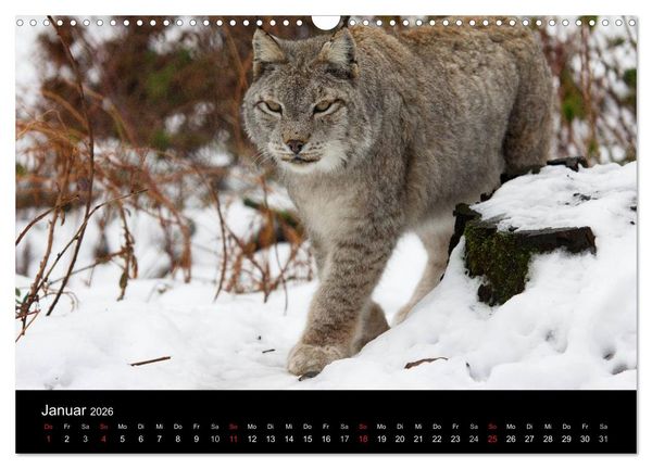 Produktbild: Der Luchs (Wandkalender 2026 DIN A3 quer), CALVENDO Monatskalender
