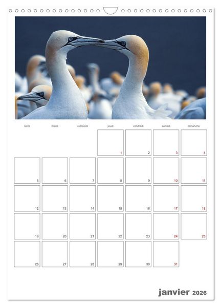 Produktbild: Notre nature sauvage, oiseaux aquatiques d'Europe (Calendrier mural 2026 DIN A3 horizontal), CALVENDO calendrier mensuel
