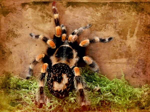 Produktbild: CALVENDO Puzzle Vogelspinne | 1000 Teile Lege-Gr&ouml;&szlig;e 64x48cm Foto-Puzzle f&uuml;r gl&uuml;ckliche Stunden