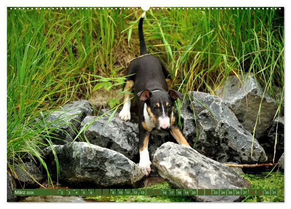 Produktbild: Bullterrier, Powerpakete auf 4 Pfoten (Wandkalender 2026 DIN A2 quer), CALVENDO Monatskalender