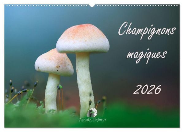 Produktbild: Champignons magiques (Calendrier mural 2026 DIN A2 vertical), CALVENDO calendrier mensuel
