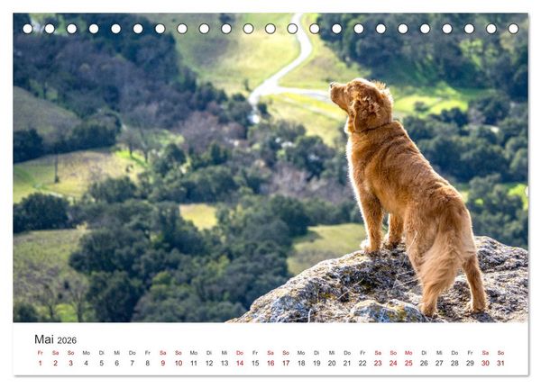Produktbild: Golden Retriever - Die treuen Begleiter. (Tischkalender 2026 DIN A5 quer), CALVENDO Monatskalender