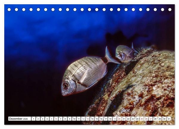 Produktbild: Tauchen im Mittelmeer (Tischkalender 2026 DIN A5 quer), CALVENDO Monatskalender