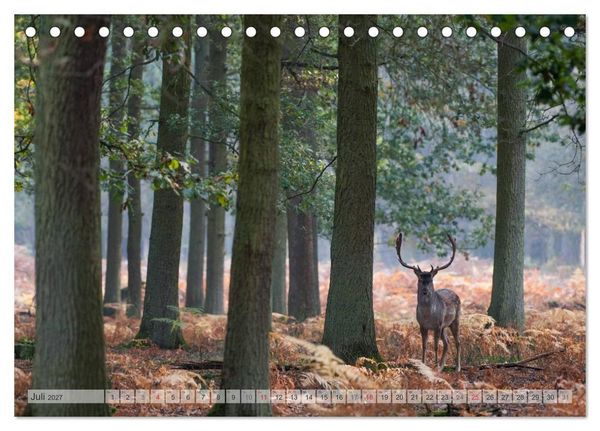 Produktbild: Emotionale Momente: Das Damwild. (Tischkalender 2027 DIN A5 quer), CALVENDO Monatskalender