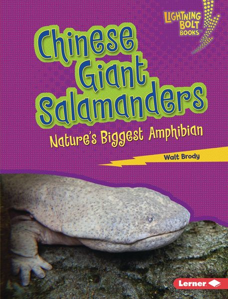 Produktbild: Chinese Giant Salamanders