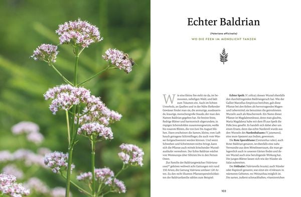 Produktbild: Meine Kr&auml;uter des Waldes