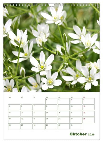 Produktbild: Wei&szlig;e Bl&uuml;ten im Gr&uuml;nen (Wandkalender 2026 DIN A3 hoch), CALVENDO Monatskalender
