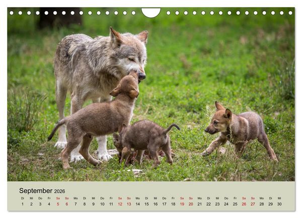 Produktbild: Wolfsrudel (Wandkalender 2026 DIN A4 quer), CALVENDO Monatskalender