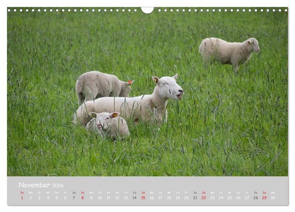 Produktbild: Ganz sch&ouml;n Schaf (Wandkalender 2026 DIN A3 quer), CALVENDO Monatskalender