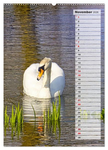 Produktbild: Stolze Schw&auml;ne (Wandkalender 2026 DIN A2 hoch), CALVENDO Monatskalender