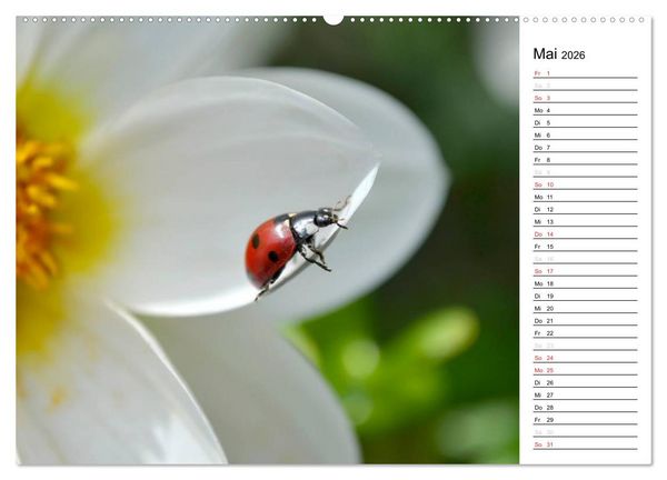 Produktbild: Marienk&auml;fer 2026 (Wandkalender 2026 DIN A2 quer), CALVENDO Monatskalender