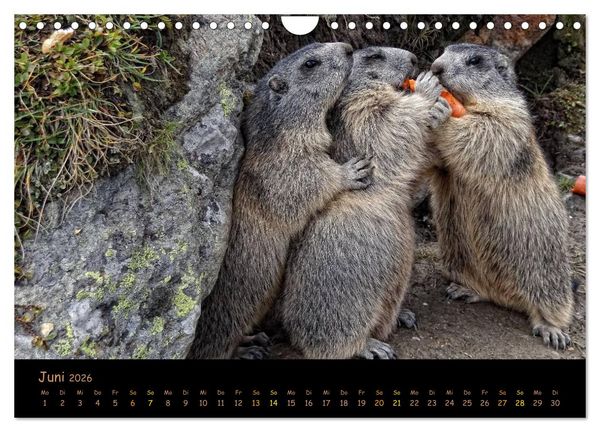 Produktbild: Wildlife - Verspielte Murmeltiere (Wandkalender 2026 DIN A4 quer), CALVENDO Monatskalender
