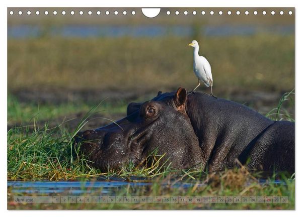 Produktbild: Flusspferde Magie des Augenblicks - Hippos in Afrika (Wandkalender 2026 DIN A4 quer), CALVENDO Monatskalender