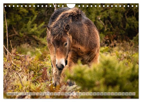 Produktbild: Wildperde - die Magie der Natur (Wandkalender 2026 DIN A4 quer), CALVENDO Monatskalender