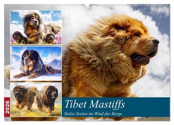 Produktbild: Tibet Mastiffs. Stolze Seelen im Wind der Berge (Wandkalender 2026 DIN A2 quer), CALVENDO Monatskalender