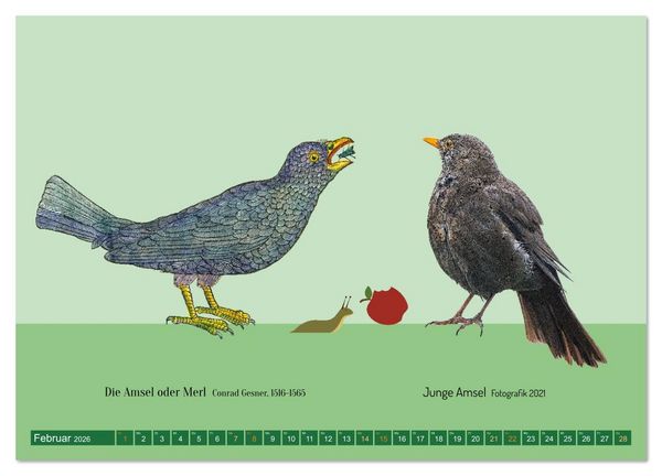 Produktbild: Vom Reiger zum Reiher (hochwertiger Premium Wandkalender 2026 DIN A2 quer), Kunstdruck in Hochglanz