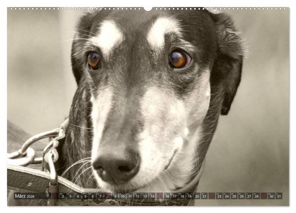 Produktbild: Windhunde eye-catcher (Wandkalender 2026 DIN A2 quer), CALVENDO Monatskalender