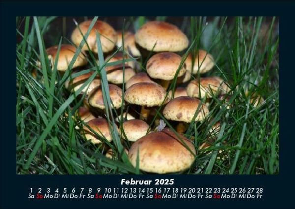 Produktbild: Pilzkalender 2025 Fotokalender DIN A5