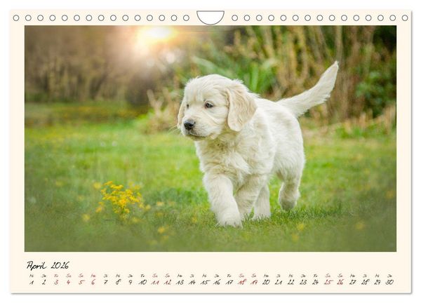 Produktbild: Golden Retriever... Herzenshunde (Wandkalender 2026 DIN A4 quer), CALVENDO Monatskalender