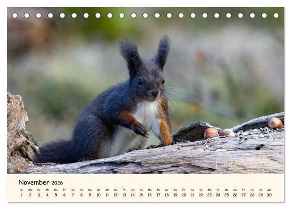 Produktbild: Oachkatzl (Tischkalender 2026 DIN A5 quer), CALVENDO Monatskalender