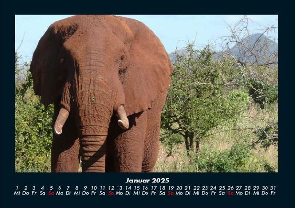 Produktbild: Elefanten - Die sanften Riesen Afrikas 2025 Fotokalender DIN A4