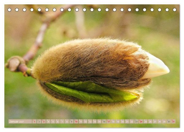 Produktbild: Faszinierende Pflanzenwelt (Tischkalender 2027 DIN A5 quer), CALVENDO Monatskalender