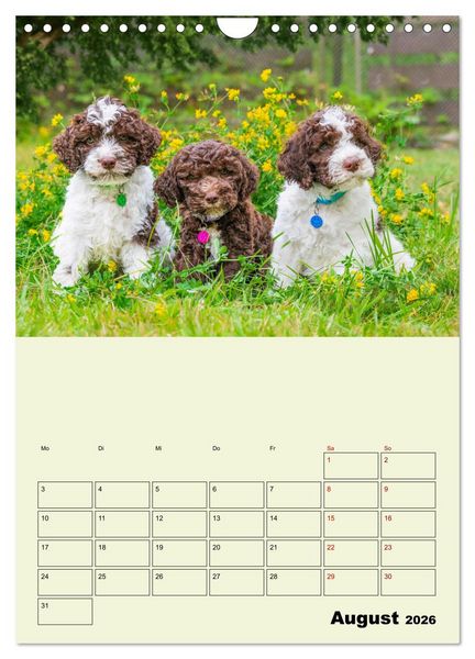 Produktbild: Lagotto Romagnolo - Der Tr&uuml;ffelhund Italiens - Planer (Wandkalender 2026 DIN A4 hoch), CALVENDO Monatskalender