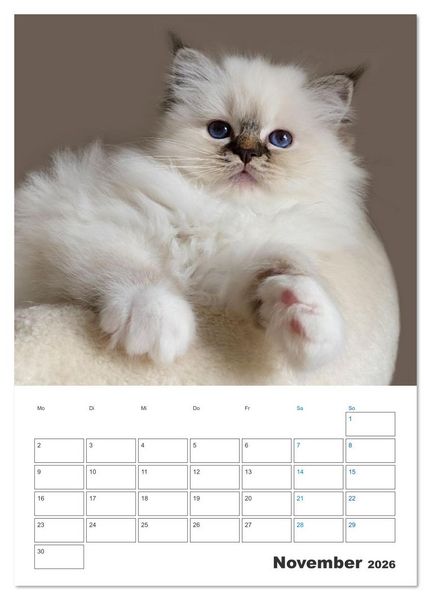Produktbild: Heilige Birma Kitten Kalender mit Planer (Tischkalender 2026 DIN A5 hoch), CALVENDO Monatskalender