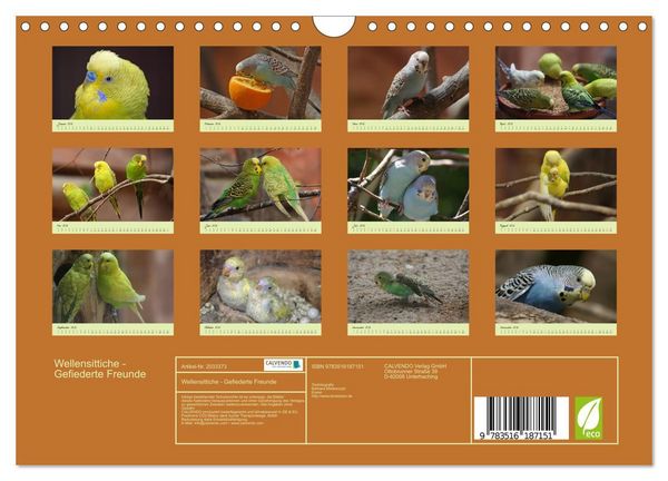 Produktbild: Wellensittiche - Gefiederte Freunde (Wandkalender 2026 DIN A4 quer), CALVENDO Monatskalender