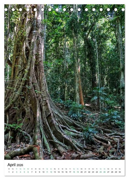 Produktbild: Regenwald - Australien (Tischkalender 2026 DIN A5 hoch), CALVENDO Monatskalender