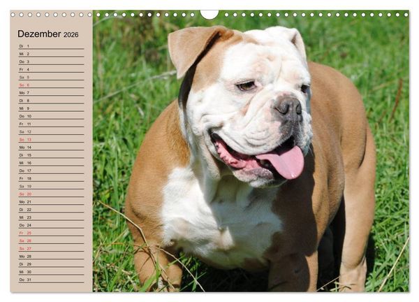 Produktbild: Faszination Bulldogge (Wandkalender 2026 DIN A3 quer), CALVENDO Monatskalender