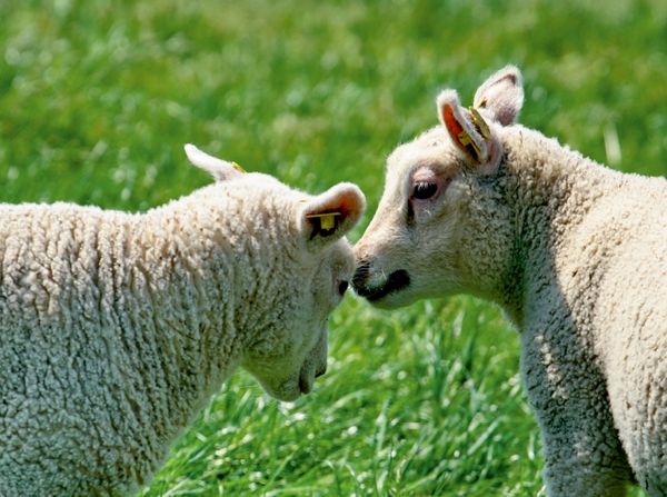 Produktbild: CALVENDO Puzzle junge Texelscharpie | 2000 Teile Lege-Gr&ouml;&szlig;e 90x67cm Foto-Puzzle f&uuml;r gl&uuml;ckliche Stunden