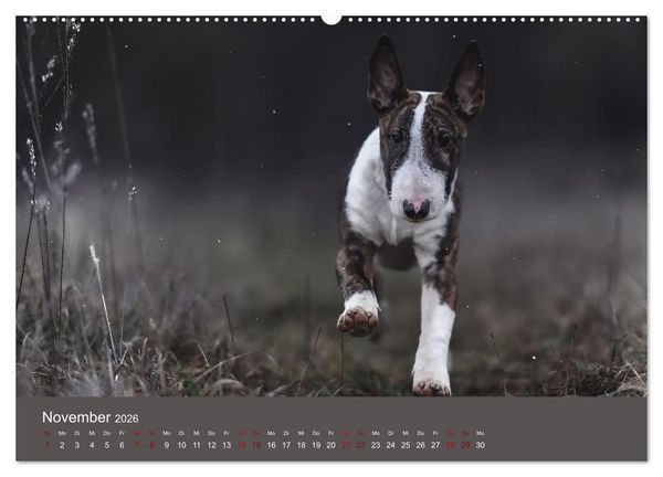 Produktbild: Fantastische Bullterrier - Sieger im Herzen (Wandkalender 2026 DIN A2 quer), CALVENDO Monatskalender
