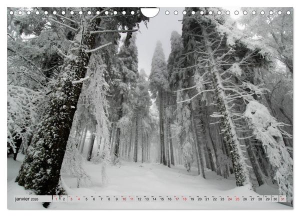 Produktbild: Splendeurs des Vosges (Calendrier mural 2026 DIN A4 vertical), CALVENDO calendrier mensuel